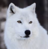 Profile picture for user Vitvargen
