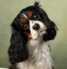 Profile picture for user Gizmo65